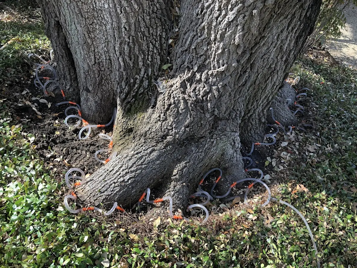 Detailed Tree Cabling and Bracing job site in Story